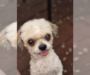Poodle (Toy)-Unknown Mix Dogs for adoption in Sandy, UT, USA