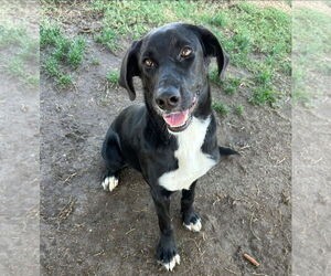 Labrador Retriever-Unknown Mix Dogs for adoption in San Diego, CA, USA