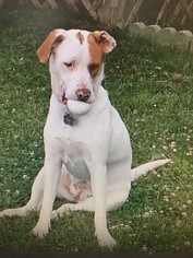 Boxador Dogs for adoption in Pembroke, GA, USA
