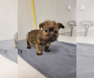 Chihuahua-Unknown Mix Dogs for adoption in New Orleans, LA, USA