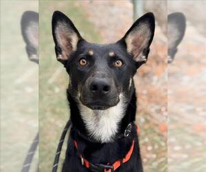 Medium Photo #1 Australian Kelpie-Unknown Mix Puppy For Sale in Woodland, CA, USA