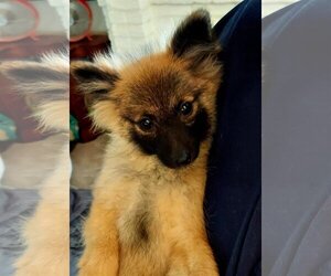 Pomeranian Dogs for adoption in Chambersburg, PA, USA