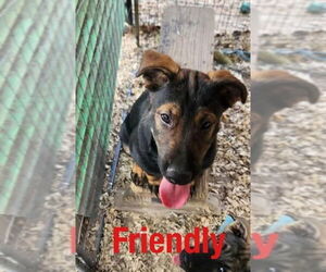 German Shepherd Dog-Unknown Mix Dogs for adoption in Benton, PA, USA