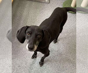 Mutt Dogs for adoption in Low Moor, VA, USA