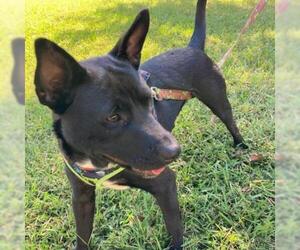 Basenji Dogs for adoption in Opelika, AL, USA