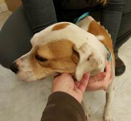Bogle Dogs for adoption in Lovingston, VA, USA