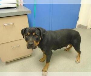 Rottweiler-American Pit Bull Terrier Dogs for adoption in Pueblo, CO, USA