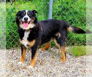 Mutt Dogs for adoption in Lake City, MI, USA
