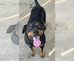 Rottweiler-Unknown Mix Dogs for adoption in Riverside, CA, USA