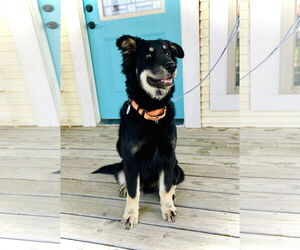 English Shepherd-Unknown Mix Dogs for adoption in Rockaway, NJ, USA
