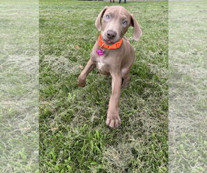 Doberman Pinscher-Unknown Mix Dogs for adoption in Minneaoplis, MN, USA