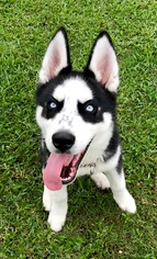 Siberian Husky Dogs for adoption in Jupiter, FL, USA