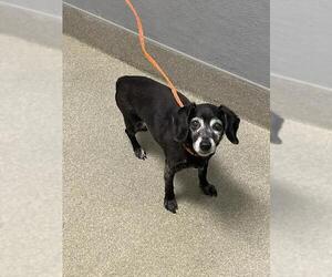 Mutt Dogs for adoption in Las Vegas, NV, USA