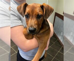 Mastiff Dogs for adoption in Baytown, TX, USA