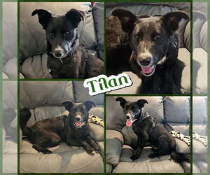 Border Collie-Unknown Mix Dogs for adoption in Blacksburg, SC, USA