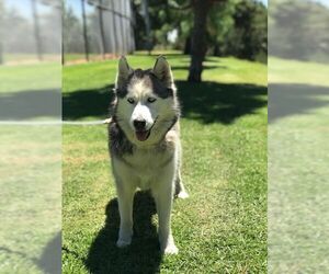 Alaskan Husky Dogs for adoption in Santa Monica, CA, USA