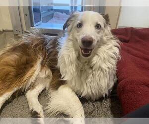 Australian Shepherd Dogs for adoption in Berkeley , CA, USA