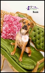 Puggle Dogs for adoption in Richardson, TX, USA