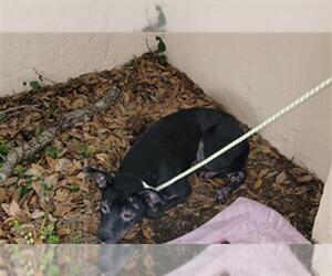 American Pit Bull Terrier Dogs for adoption in St. Cloud, FL, USA