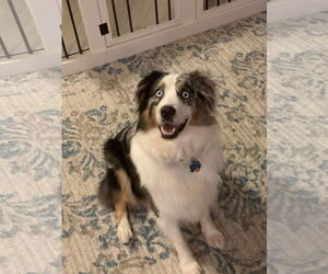 Australian Shepherd Dogs for adoption in Dallas, TX, USA