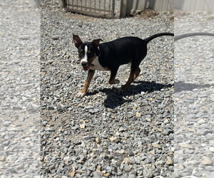 Staffordshire Bull Terrier-Unknown Mix Dogs for adoption in Corning, AR, USA