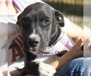 Mutt Dogs for adoption in San Antonio, TX, USA