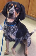Small Bluetick Coonhound