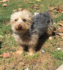 Silky Terrier Dogs for adoption in Dana Point, CA, USA