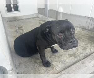 Boxer-Unknown Mix Dogs for adoption in Ocala, FL, USA