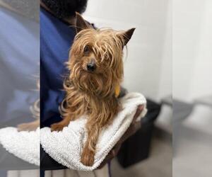 Mutt Dogs for adoption in Forestville, MD, USA