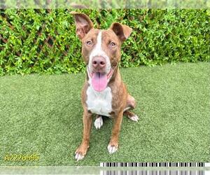 American Pit Bull Terrier Dogs for adoption in West Palm Beach, FL, USA
