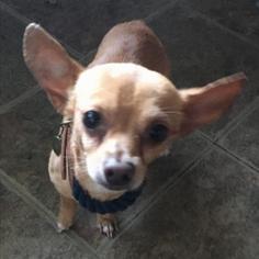 Medium Photo #1 Chihuahua Puppy For Sale in Austin, TX, USA