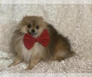 Pomeranian Dogs for adoption in Sioux Falls, SD, USA