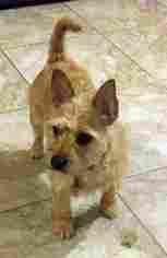 Cairn Terrier Dogs for adoption in Rockaway, NJ, USA