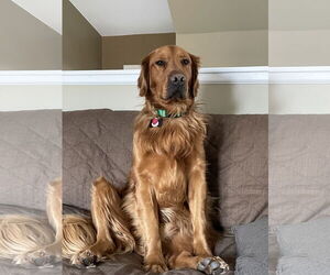 Golden Retriever Dogs for adoption in Polson, MT, USA