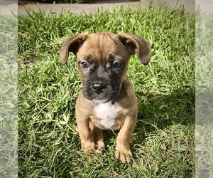 Boxer-Unknown Mix Dogs for adoption in Dumont, NJ, USA