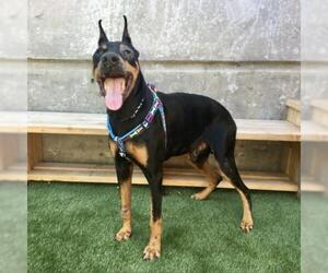 Doberman Pinscher Dogs for adoption in Pacific Grove, CA, USA
