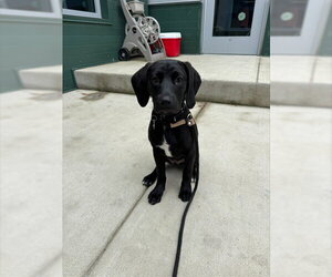 Labrador Retriever-Unknown Mix Dogs for adoption in Waterford, VA, USA