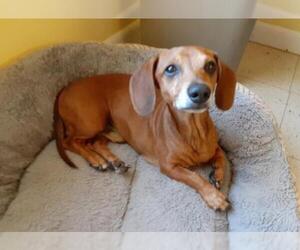 Dachshund Dogs for adoption in Melrose, FL, USA