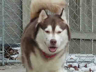 Siberian Husky Dogs for adoption in Pittsburgh, PA, USA