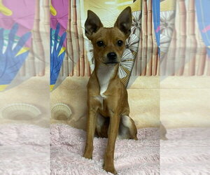 Chihuahua Dogs for adoption in Lakewood, CO, USA