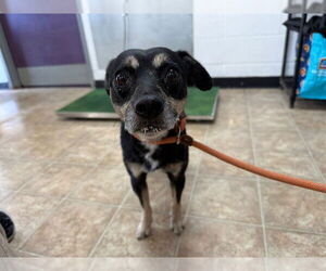 Chihuahua-Unknown Mix Dogs for adoption in Raleigh, NC, USA