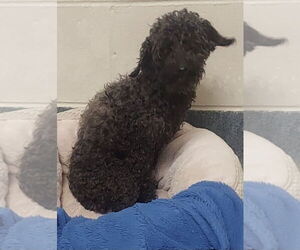 Mutt Dogs for adoption in Glen Allen, VA, USA