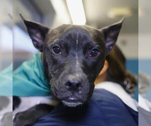 American Staffordshire Terrier-Unknown Mix Dogs for adoption in San Antonio, TX, USA