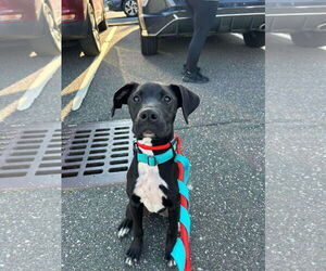 Great Dane-Labrador Retriever Mix Dogs for adoption in Woodbury, NY, USA