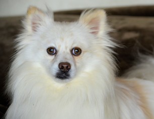Medium Photo #1 Pomeranian Puppy For Sale in Bon Carbo, CO, USA
