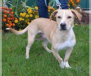 Basset Hound-Labrador Retriever Mix Dogs for adoption in Batavia, NY, USA