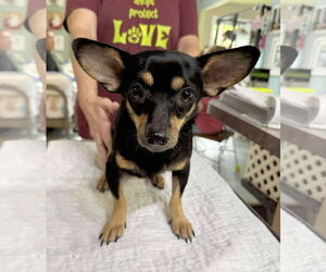 Chiranian Dogs for adoption in Benton, LA, USA