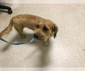Mutt Dogs for adoption in Riverside, CA, USA