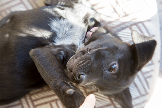 Sheprador Dogs for adoption in Nesbit, MS, USA